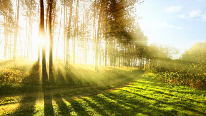 Sonnenlicht am Waldrand - Licht hilft gegen Übergewicht