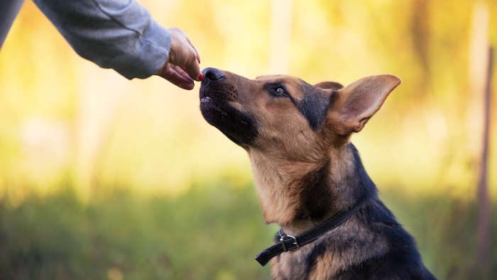 Ein Hund kriegt eine Belohnung. Die natürlich essbar ist. Leider funktionieren Menschen genauso.