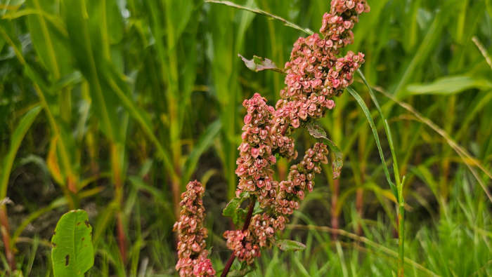 Sauerampfer-Blütenstand im Sommer
